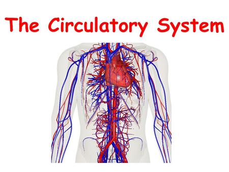 The Circulatory System