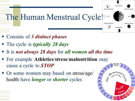 The Human Menstrual Cycle!  Consists of 3 distinct phases  The cycle is typically 28 days  It is not always 28 days for all women all the time  For.