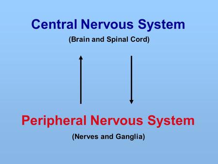 Central Nervous System