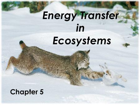 Energy Transfer in Ecosystems