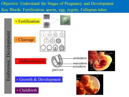 Embryonic Development