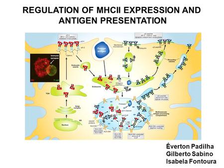 REGULATION OF MHCII EXPRESSION AND ANTIGEN PRESENTATION Éverton Padilha Gilberto Sabino Isabela Fontoura.