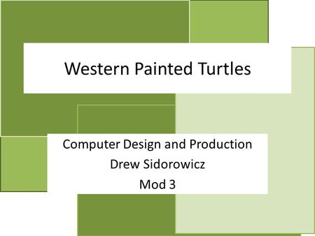 Western Painted Turtles Computer Design and Production Drew Sidorowicz Mod 3.