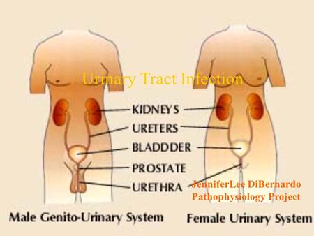 JenniferLee DiBernardo Pathophysiology Project Urinary Tract Infection.