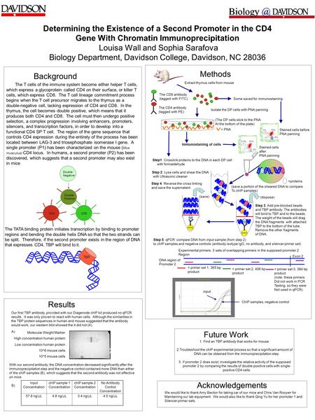 Determining the Existence of a Second Promoter in the CD4 Gene With Chromatin Immunoprecipitation Louisa Wall and Sophia Sarafova Biology Department, Davidson.