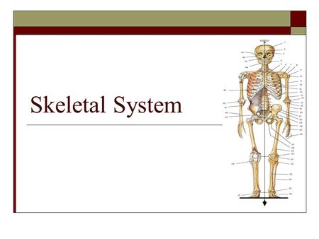 Skeletal System.