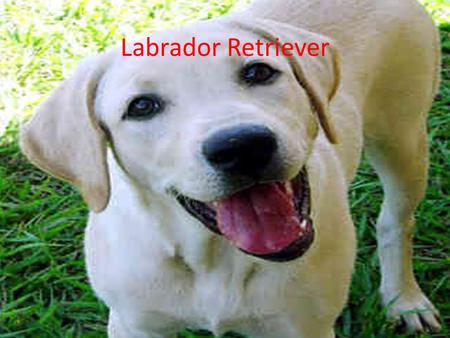 Labrador Retriever. People think that a dog is a man’s best friend.