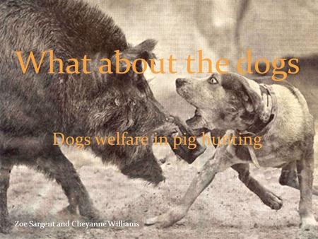 What about the dogs Dogs welfare in pig hunting Zoe Sargent and Cheyanne Williams.