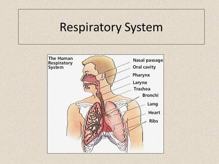 Respiratory System. Air sac air-filled spaces in the body alveoli very small air sacs; where air breathed in goes.