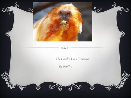 The Golden Lion Tamarin By Kaitlyn