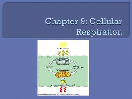 Chapter 9: Cellular Respiration