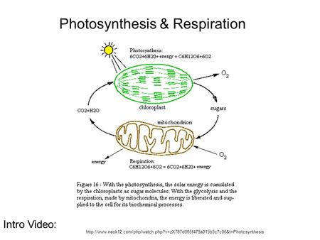 Photosynthesis & Respiration