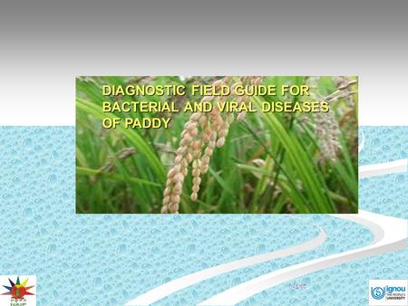 DIAGNOSTIC FIELD GUIDE FOR BACTERIAL AND VIRAL DISEASES OF PADDY