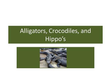 Alligators, Crocodiles, and Hippo’s. What is this?