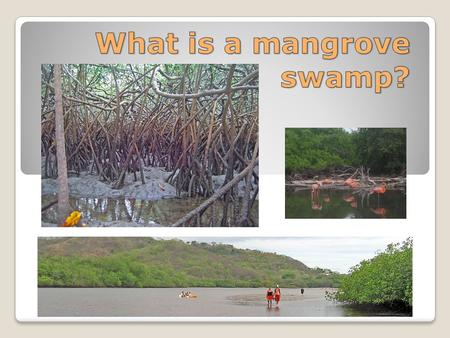 Mangroves require warm tropical conditions. The mangrove swamp is a wetland which is covered by water only at high tide. It is found between the shore.