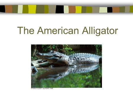 The American Alligator Photo © 2001 by Kent Vliet.