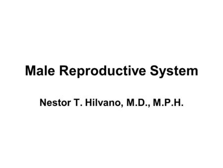 Male Reproductive System