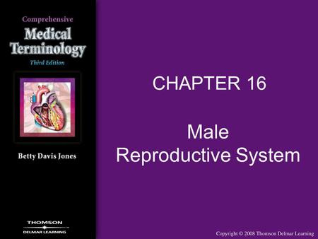 Male Reproductive System