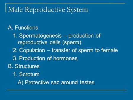 Male Reproductive System