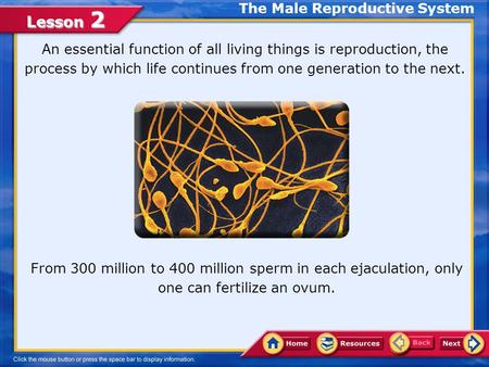 Lesson 2 An essential function of all living things is reproduction, the process by which life continues from one generation to the next. From 300 million.