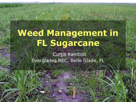 Weed Management in FL Sugarcane Curtis Rainbolt Everglades REC, Belle Glade, FL.