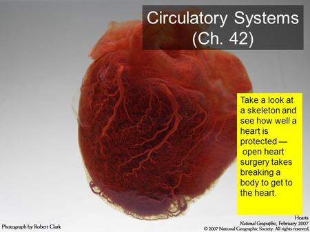 Circulatory Systems (Ch. 42)