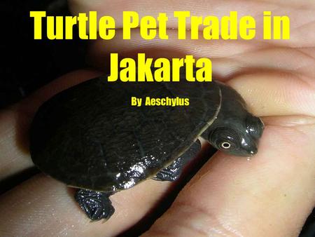 Turtle Pet Trade in Jakarta By Aeschylus. Indonesian turtles are very appreciated in the International pet trade, In addition to this Indonesia is importing.