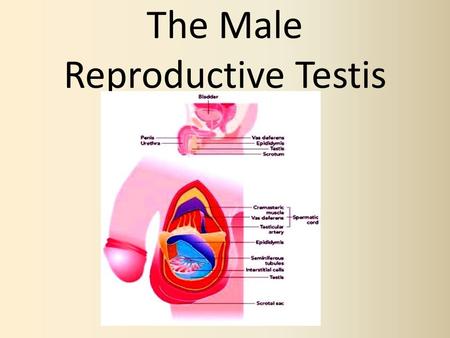 The Male Reproductive Testis