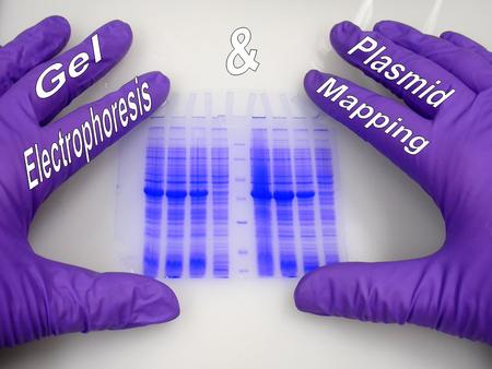 & Gel Plasmid Electrophoresis Mapping.