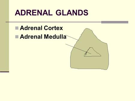 ADRENAL GLANDS Adrenal Cortex Adrenal Medulla.