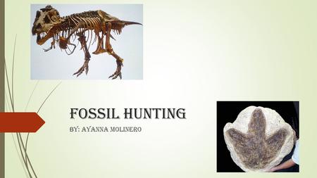 Fossil Hunting BY: Ayanna Molinero. About this power point  We have been reading about fossil hunters and searching for fossils. These are some of the.