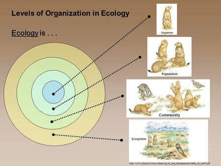 Levels of Organization in Ecology  Ecology is...