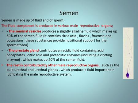 Semen Semen is made up of fluid and of sperm.