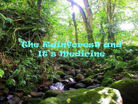 The Rainforest and It’s Medicine. Losing the Rainforests At the present time, 14 to 16 million hectares of tropical forests are being converted each year.