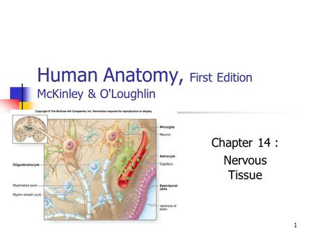 Human Anatomy, First Edition McKinley & O'Loughlin