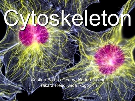 Cytoskeleton Cristina Botello-Godoy, Karina Garcia,