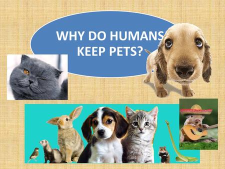 WHY DO HUMANS KEEP PETS?. Several points: 1)I don't own my cat, my cat owns me. 2)My cat is in many ways a baby substitute. I'm 41 & a spinster, &