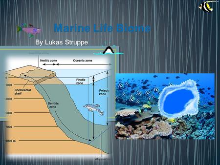 By Lukas Struppe. The Marine Biome includes the ecosystems of all the bodies of SALT WATER NOT FRESH WATER. This biome includes the all the plants and.