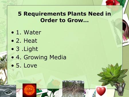 5 Requirements Plants Need in Order to Grow…