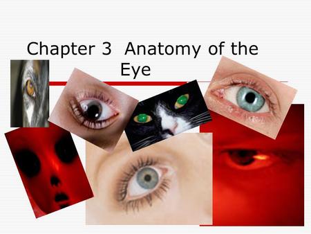 Chapter 3 Anatomy of the Eye. Sclera  The white part of the eyeball is called the sclera (say: sklair- uh). The sclera is made of a tough material.