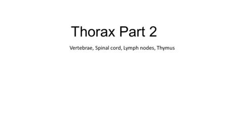 Vertebrae, Spinal cord, Lymph nodes, Thymus