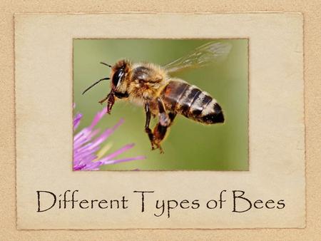 Different Types of Bees. Honey Bee These are the bees that people most often associate with “bees.” They are also one of the most beneficial insects on.