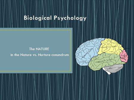 The NATURE in the Nature vs. Nurture conundrum. Biological psychologists use the “Reductionist Approach” They attempt to explain behavior very simply.