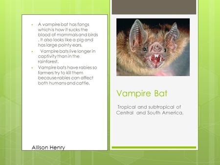  A vampire bat has fangs which is how it sucks the blood of mammals and birds. It also looks like a pig and has large pointy ears.  Vampire bats live.