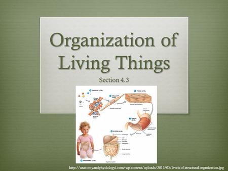 Organization of Living Things