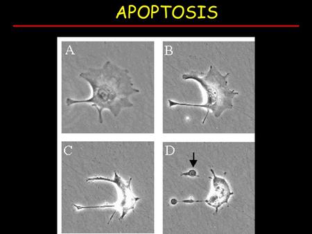 APOPTOSIS.