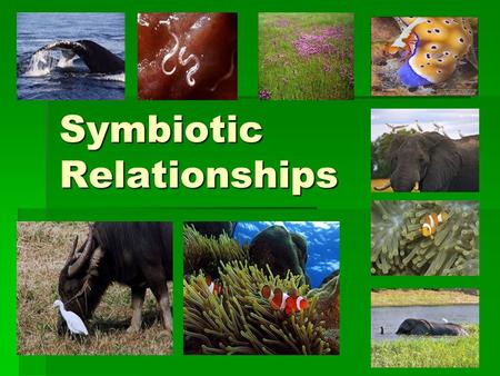 Symbiotic Relationships