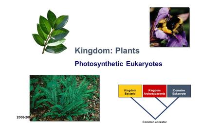 2006-2007 Kingdom Bacteria Kingdom Archaeabacteria Domaine Eukaryote Common ancestor Kingdom: Plants Photosynthetic Eukaryotes.