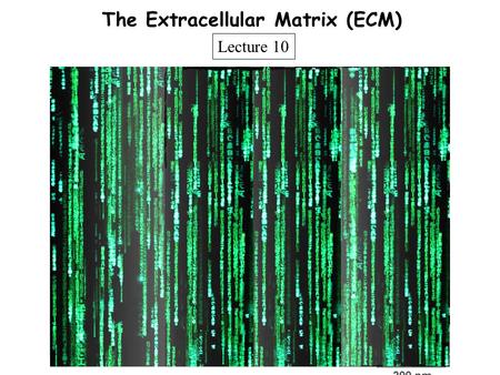 The Extracellular Matrix (ECM)