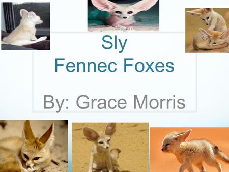 Sly Fennec Foxes By: Grace Morris.